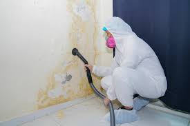 Reliable St Pete Beach, FL Mold Removal & Remediation Solutions